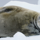 A Weddell seal doing its thing
